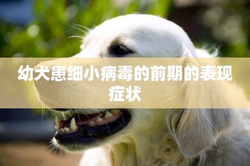 幼犬患細小病毒的前期的表現癥狀