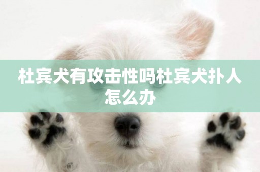 杜賓犬有攻擊性嗎杜賓犬撲人怎么辦