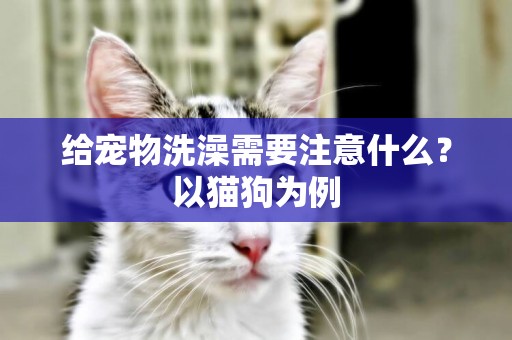 給寵物洗澡需要注意什么？以貓狗為例