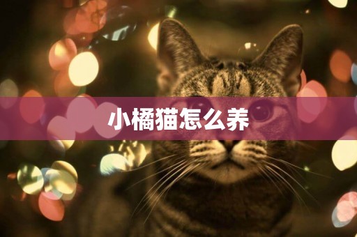 小橘貓怎么養