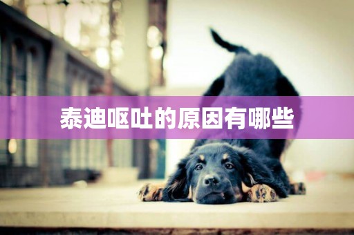 泰迪嘔吐的原因有哪些