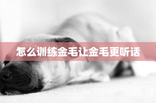 怎么訓練金毛讓金毛更聽話