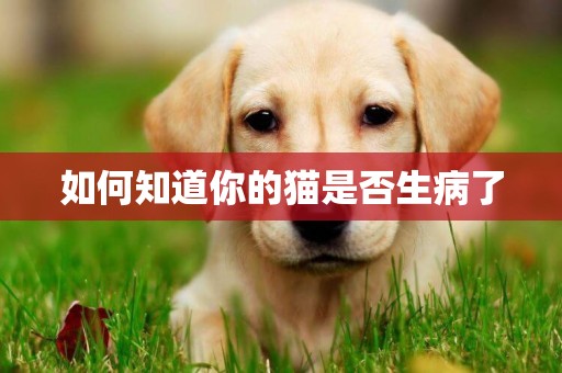 如何知道你的貓是否生病了