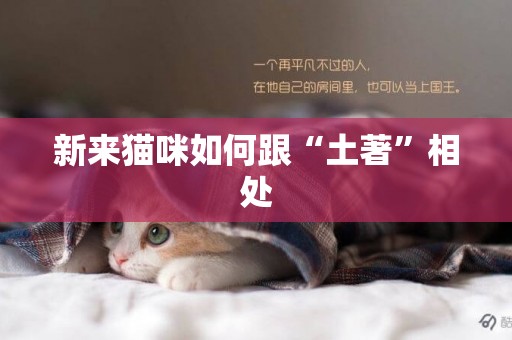 新來貓咪如何跟“土著”相處