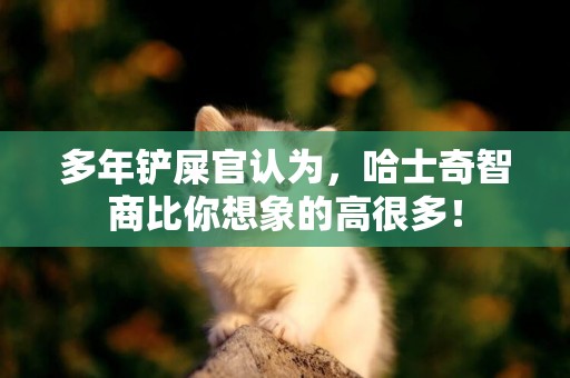 多年鏟屎官認為，哈士奇智商比你想象的高很多！