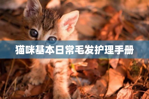 貓咪基本日常毛發護理手冊