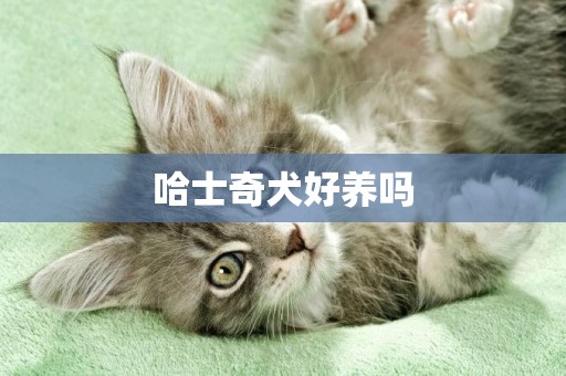 哈士奇犬好養嗎