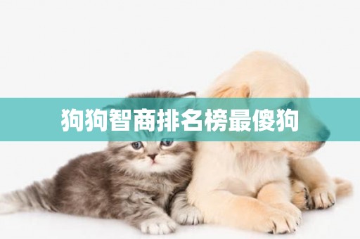 狗狗智商排名榜最傻狗