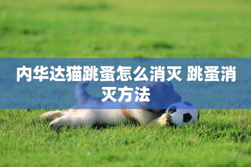 內華達貓跳蚤怎么消滅 跳蚤消滅方法