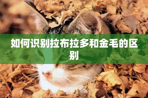 如何識別拉布拉多和金毛的區別