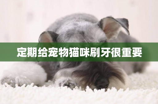 定期給寵物貓咪刷牙很重要
