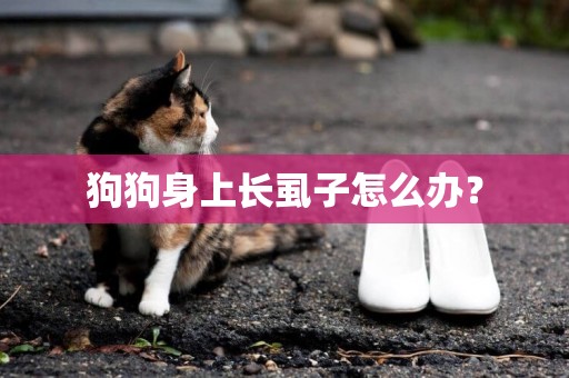 狗狗身上長虱子怎么辦？