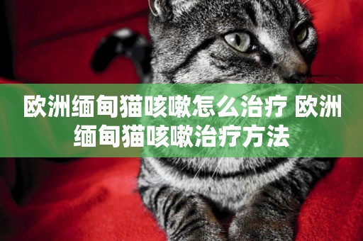 歐洲緬甸貓咳嗽怎么治療 歐洲緬甸貓咳嗽治療方法