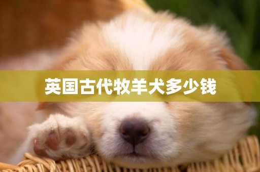 英國古代牧羊犬多少錢