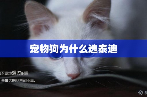 寵物狗為什么選泰迪