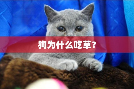 狗為什么吃草？