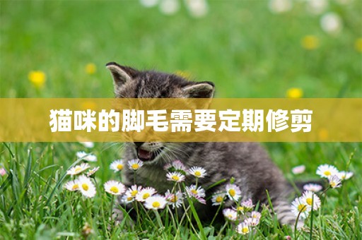 貓咪的腳毛需要定期修剪