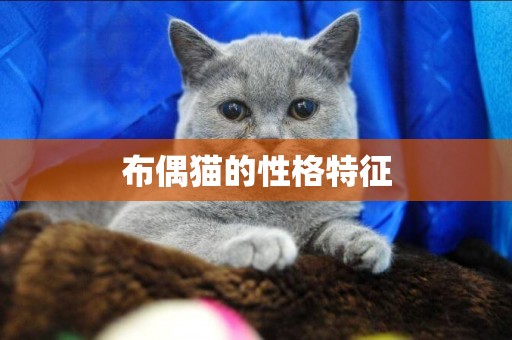 布偶貓的性格特征
