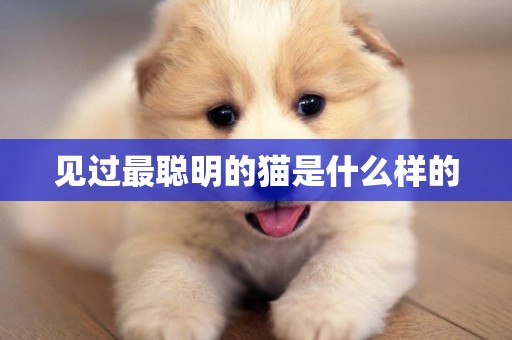 見過最聰明的貓是什么樣的