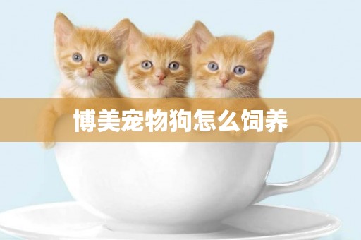 博美寵物狗怎么飼養