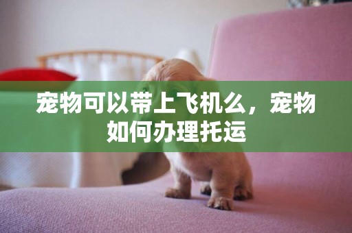 寵物可以帶上飛機么，寵物如何辦理托運