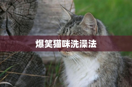 爆笑貓咪洗澡法