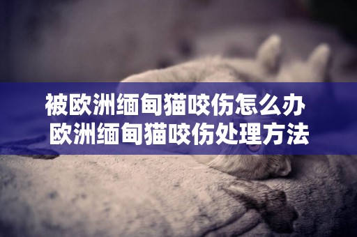 被歐洲緬甸貓咬傷怎么辦 歐洲緬甸貓咬傷處理方法