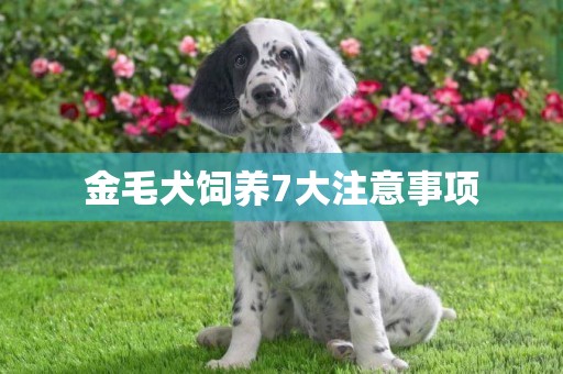 金毛犬飼養7大注意事項