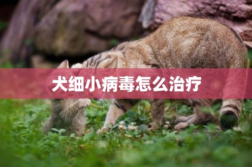 犬細小病毒怎么治療