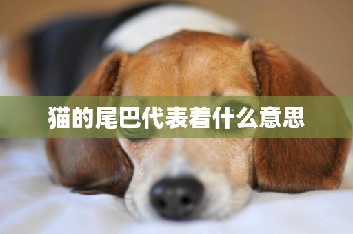 貓的尾巴代表著什么意思