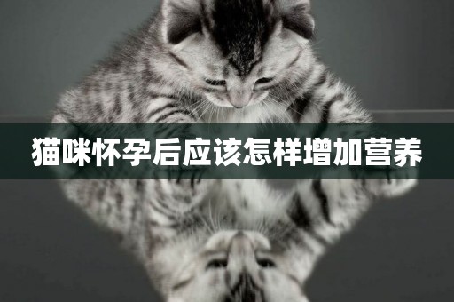 貓咪懷孕后應該怎樣增加營養