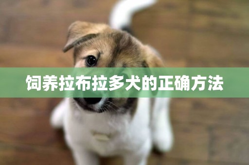 飼養拉布拉多犬的正確方法