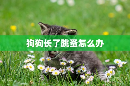 狗狗長了跳蚤怎么辦