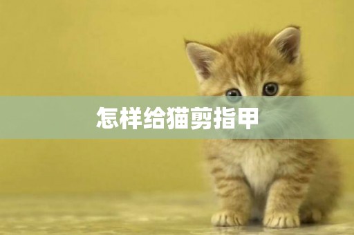 怎樣給貓剪指甲