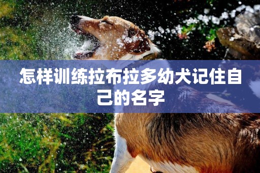 怎樣訓練拉布拉多幼犬記住自己的名字