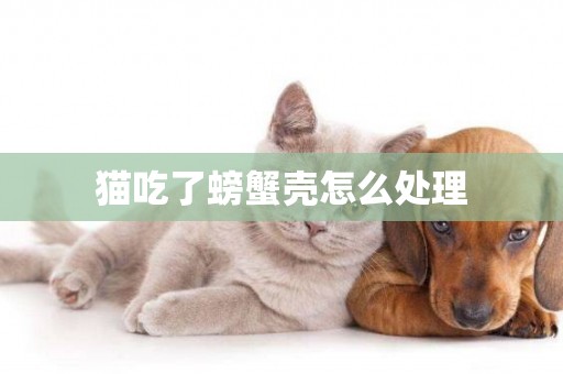 貓吃了螃蟹殼怎么處理
