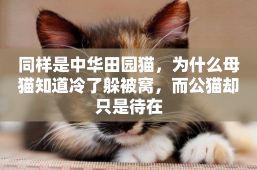 同樣是中華田園貓，為什么母貓知道冷了躲被窩，而公貓卻只是待在