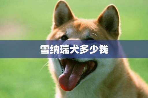 雪納瑞犬多少錢