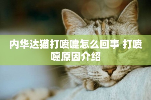 內華達貓打噴嚏怎么回事 打噴嚏原因介紹