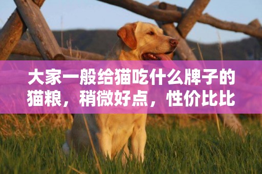 大家一般給貓吃什么牌子的貓糧，稍微好點，性價比比較高的