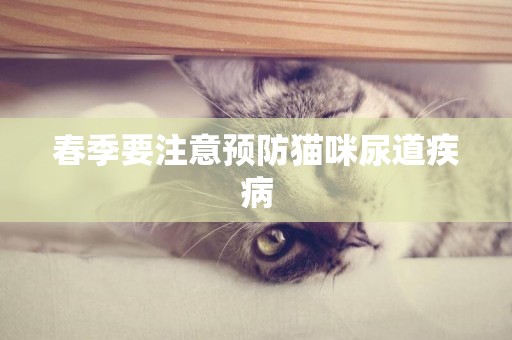 春季要注意預防貓咪尿道疾病