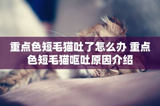 重點色短毛貓吐了怎么辦 重點色短毛貓嘔吐原因介紹