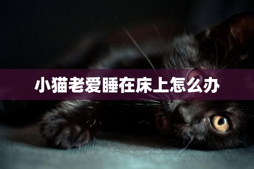 小貓老愛睡在床上怎么辦