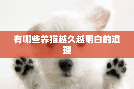 有哪些養貓越久越明白的道理