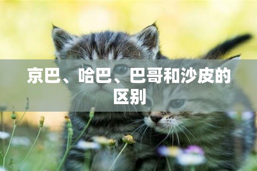 京巴、哈巴、巴哥和沙皮的區別