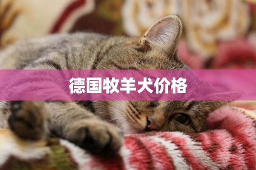 德國牧羊犬價格
