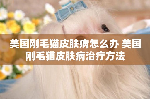 美國剛毛貓皮膚病怎么辦 美國剛毛貓皮膚病治療方法