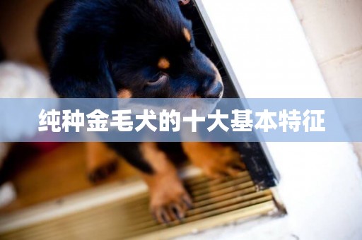 純種金毛犬的十大基本特征