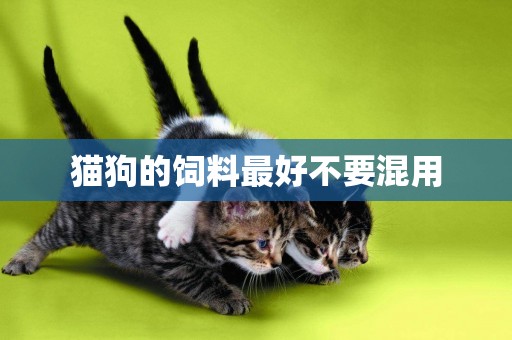 貓狗的飼料最好不要混用
