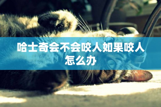哈士奇會不會咬人如果咬人怎么辦